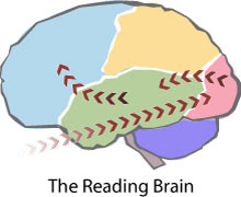Map of the Reading Brain