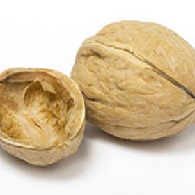 Photo of an open walnut shell