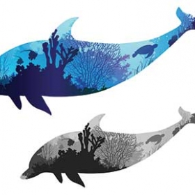 dolphins dolphins