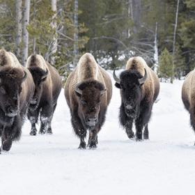 Bison walking on the snow