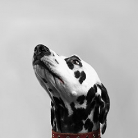 Dalmatian dog lifts his head up and sniffs