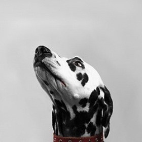 Writing a Tumble-Down Poem Dalmatian dog lifts his head up and sniffs