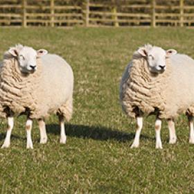 twin sheep in a field