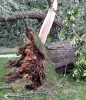 a tree blown over by strong wind
