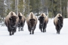 Bison walking on the snow